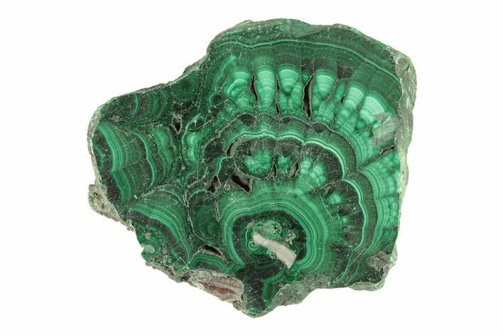 Flowery Polished Malachite Slab - DR Congo #266826